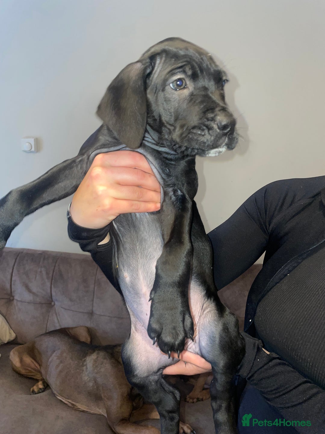 Cane Corso dogs for sale: 9 week old cane corso puppies for sale - Image 5