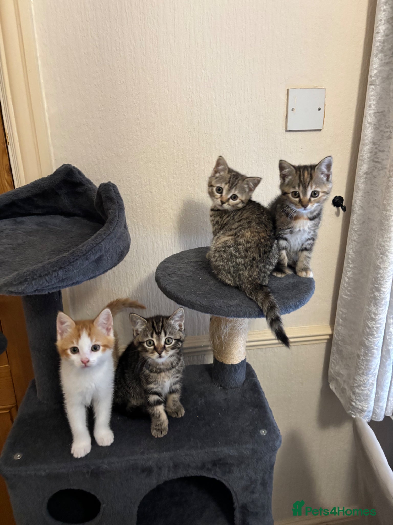Mixed Breed cats 4 little kittens ready to find a loving home - Advert 2