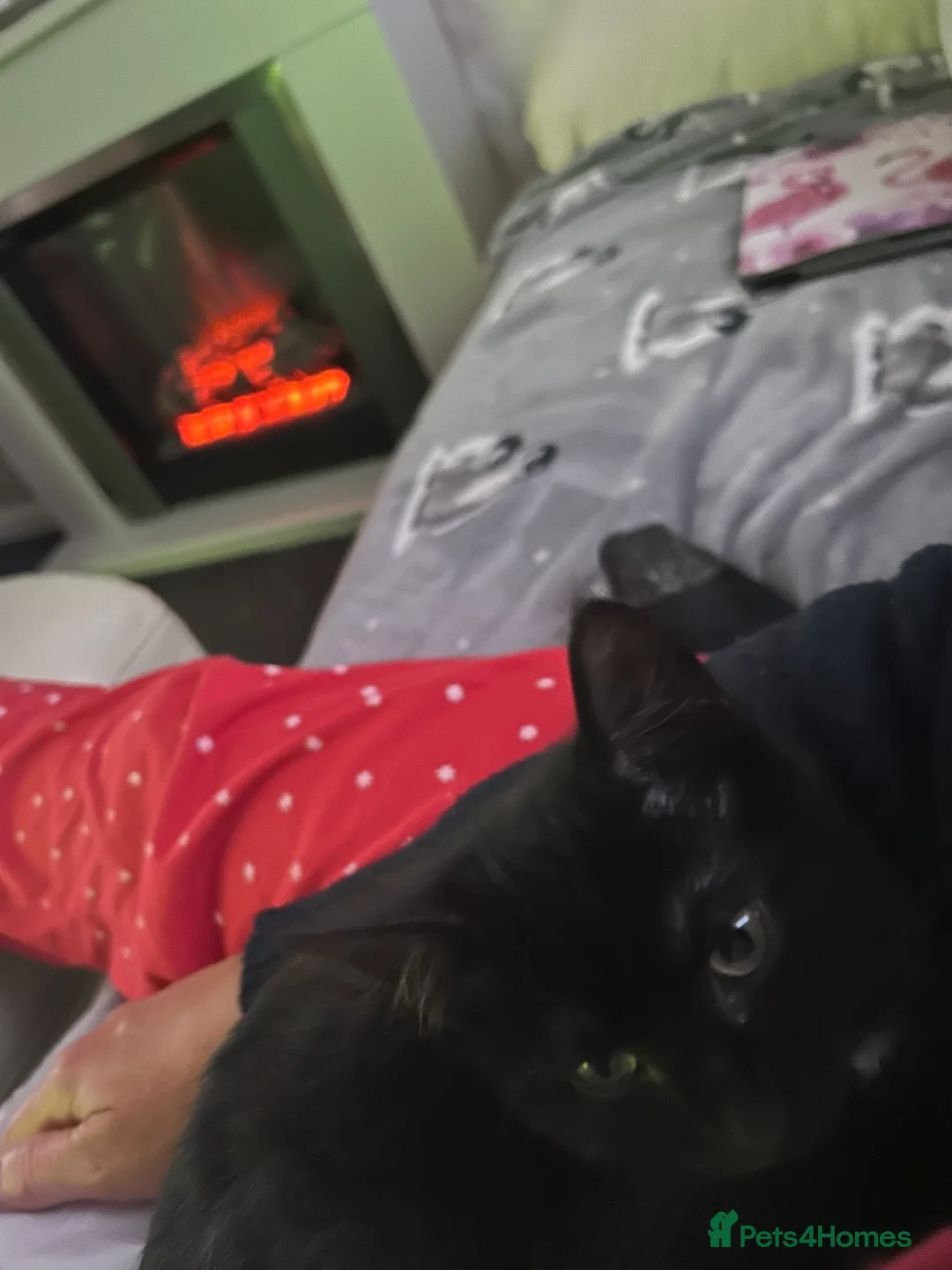 British Shorthair cats for sale: 13 week old female kitten in Wallsend - Advert 2