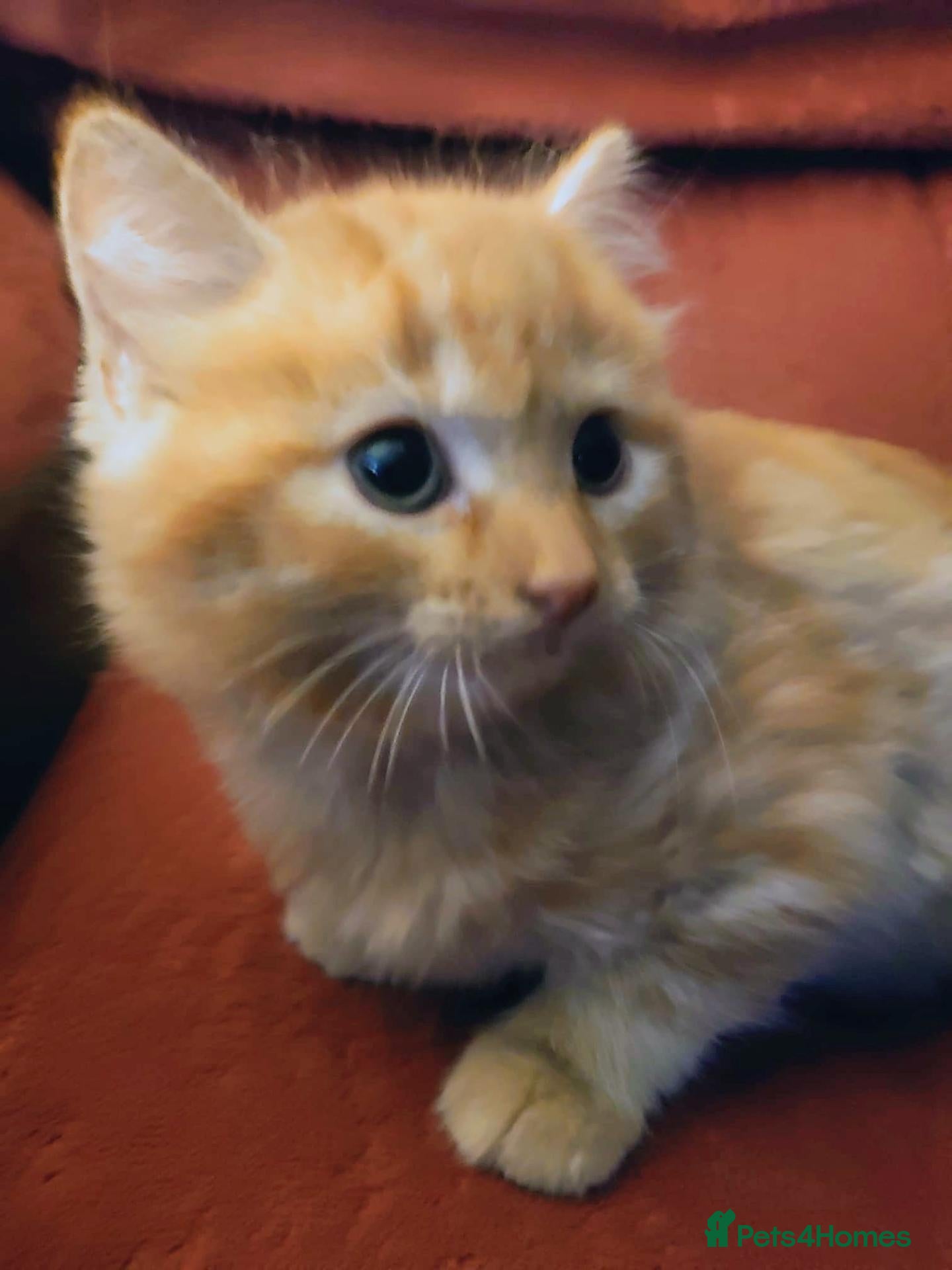 Mixed Breed cats Stunning Fluffy Tabby Kittens! - Advert 2