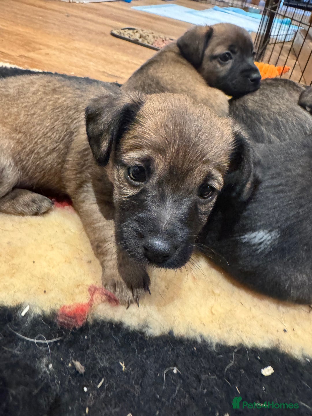 Jack Russell dogs for sale: Beautiful Stocky Short Terriers - Image 14