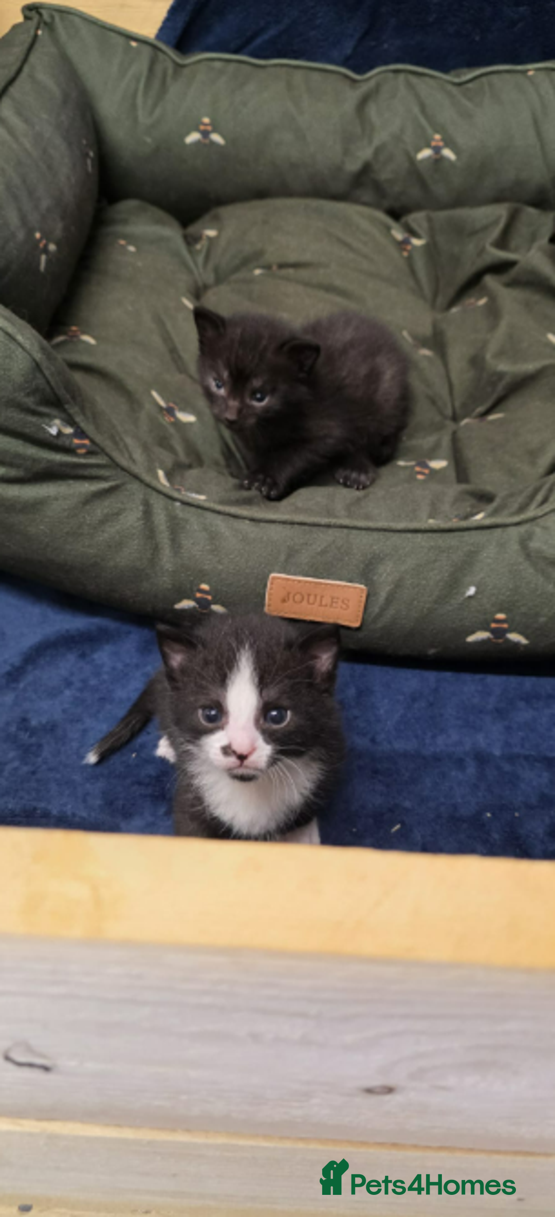 Domestic Shorthair cats for sale: 6 black and white Semi-Domestic kittens - Image 7