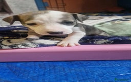 Mixed Breed dogs for sale: Stunning litter of 8 - Image 22