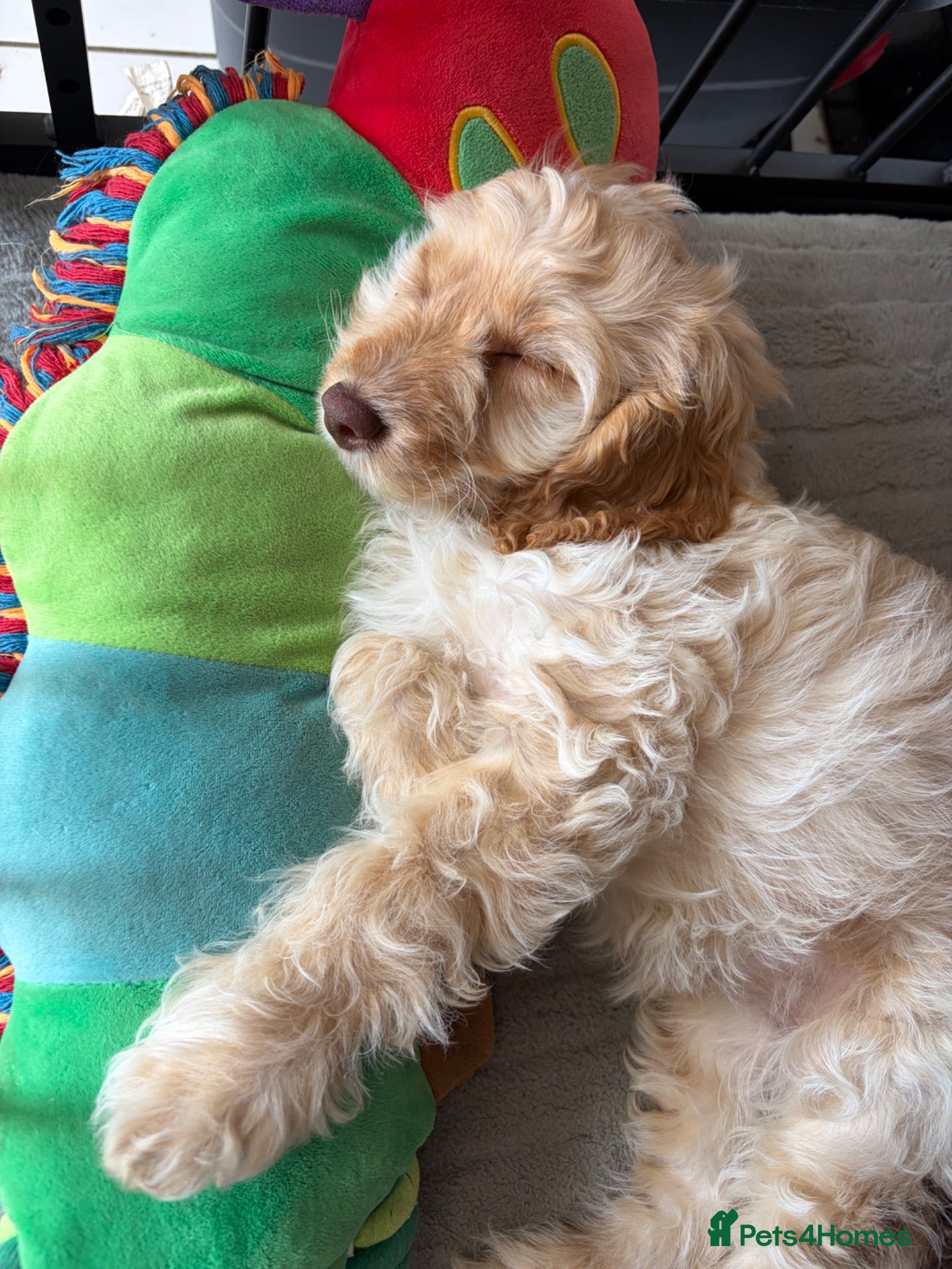 Cockapoo dogs 1 beautiful F1b darling girl ready to leave  - Advert 5