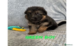 German Shepherd dogs for sale: K/C Registered German Shepherd Puppies  - Image 7