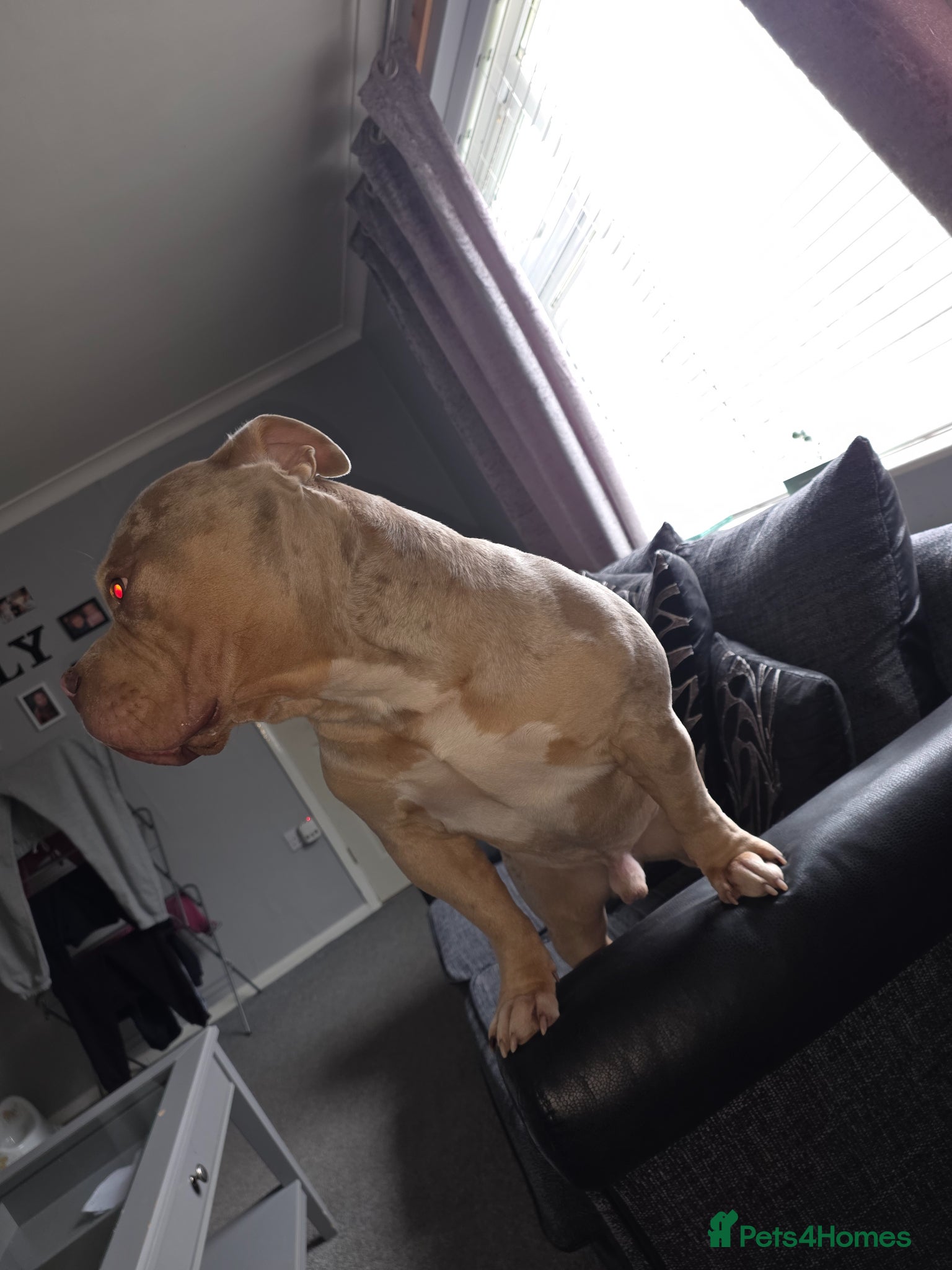 American Bully dogs Merle pocket bully - Advert 1