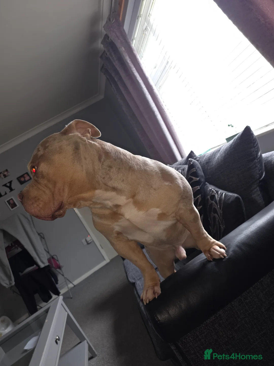 American Bully dogs for stud: Merle pocket bully in Mansfield - Advert 1