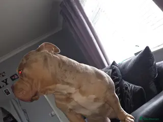 American Bully dogs Merle pocket bully - Advert 1