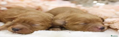 Cavapoo Male