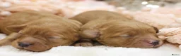 Cavapoo dogs for sale: Heath Tested Cavapoos - Advert 14