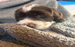 Mixed Breed dogs for sale: SprockerPoo Puppies ready 16/12 - Advert 13