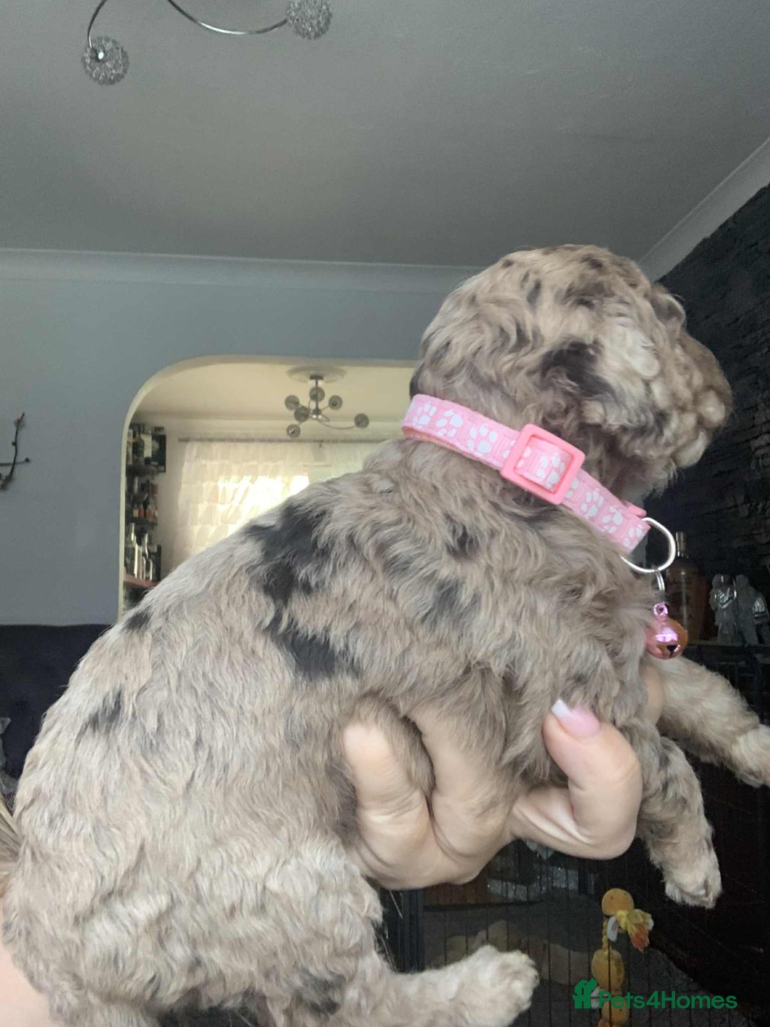 Cockapoo dogs for sale: Cockapoo Lovley Puppies  - Image 12