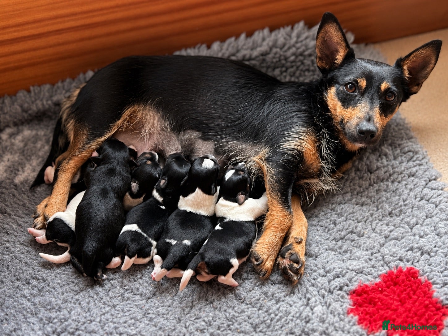 Jack Russell dogs Beautiful litter of Jack Russel puppies  - Advert 1