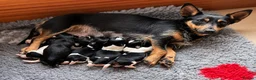 Jack Russell dogs for sale: Beautiful litter of Jack Russel puppies  in Milnthorpe - Advert 1
