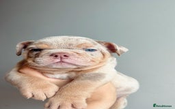 English Bulldog dogs for sale: English Bulldog Puppies  - Image 13