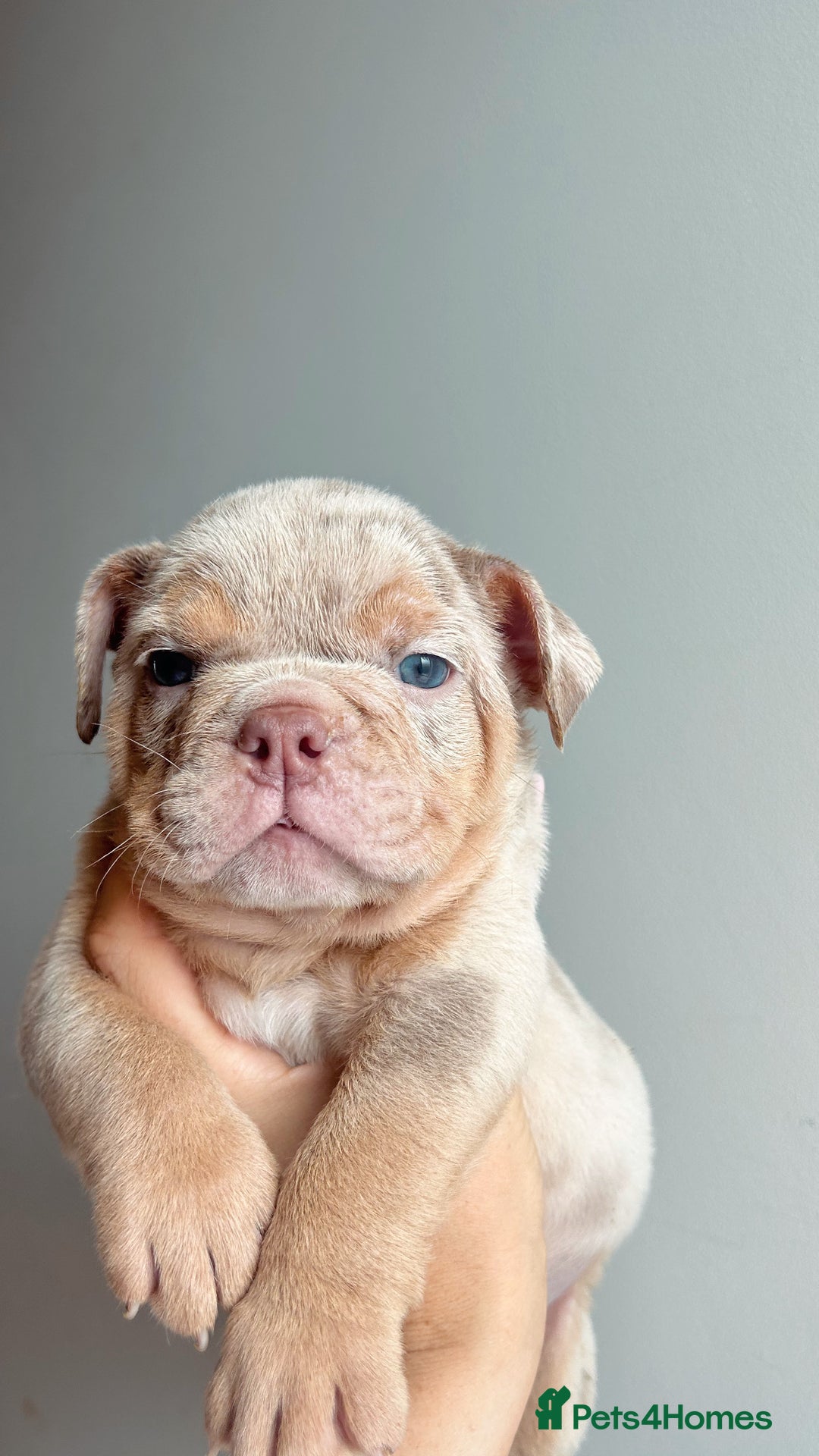 English Bulldog dogs for sale: English Bulldog Puppies  - Image 13