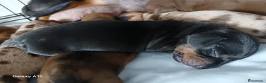 Miniature Dachshund Puppy 1