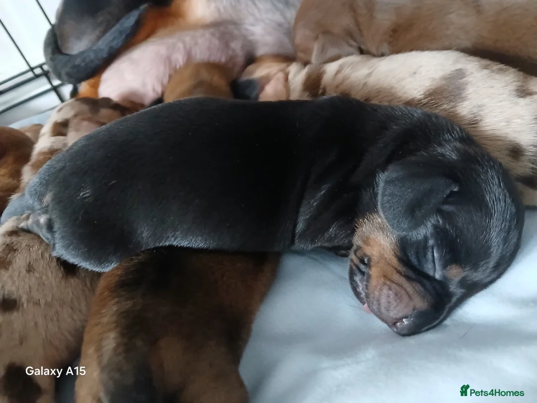 Miniature Dachshund dogs for sale: Miniature dachshunds  - Advert 9