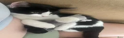 Mixed Breed cats for sale: 3 kittens - Advert 2