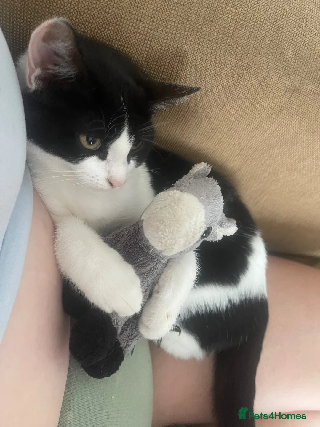 Mixed Breed cats for sale: 3 kittens - Advert 2
