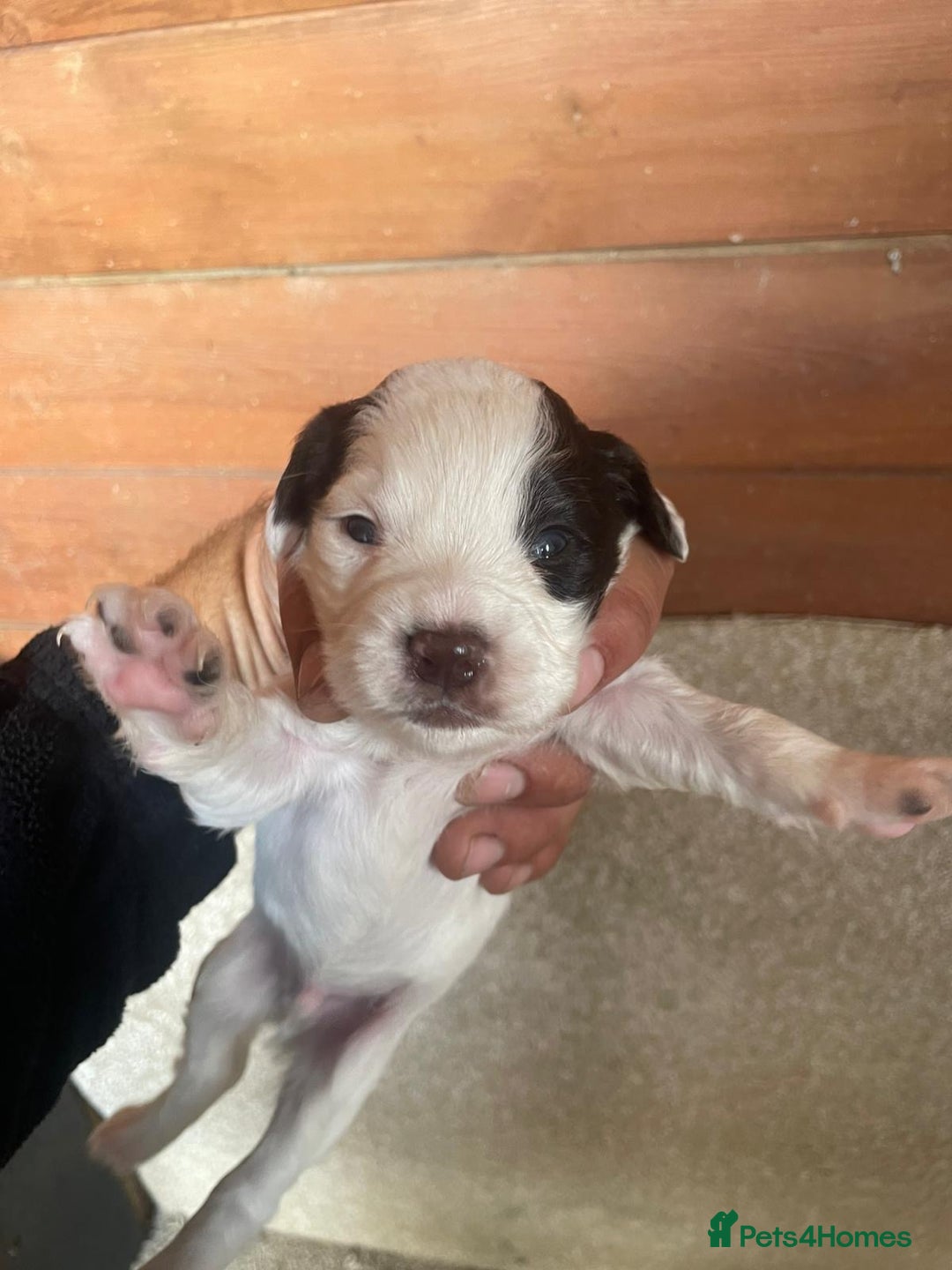 Cocker Spaniel dogs for sale: Cocker Spaniel Pups - Image 8