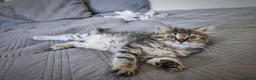 Siberian cats for sale: 🐾 Stunning Siberian cross Maine Coon Kittens 🐾 - Advert 3