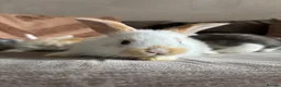 Mini Lop rabbits for sale: Lop bunnies  - Advert 5