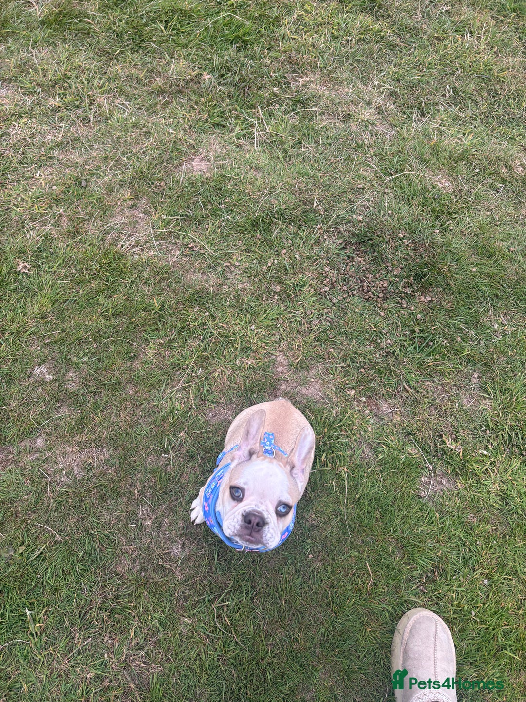 French Bulldog dogs for sale: Female Frenchie for rehoming  - Image 1