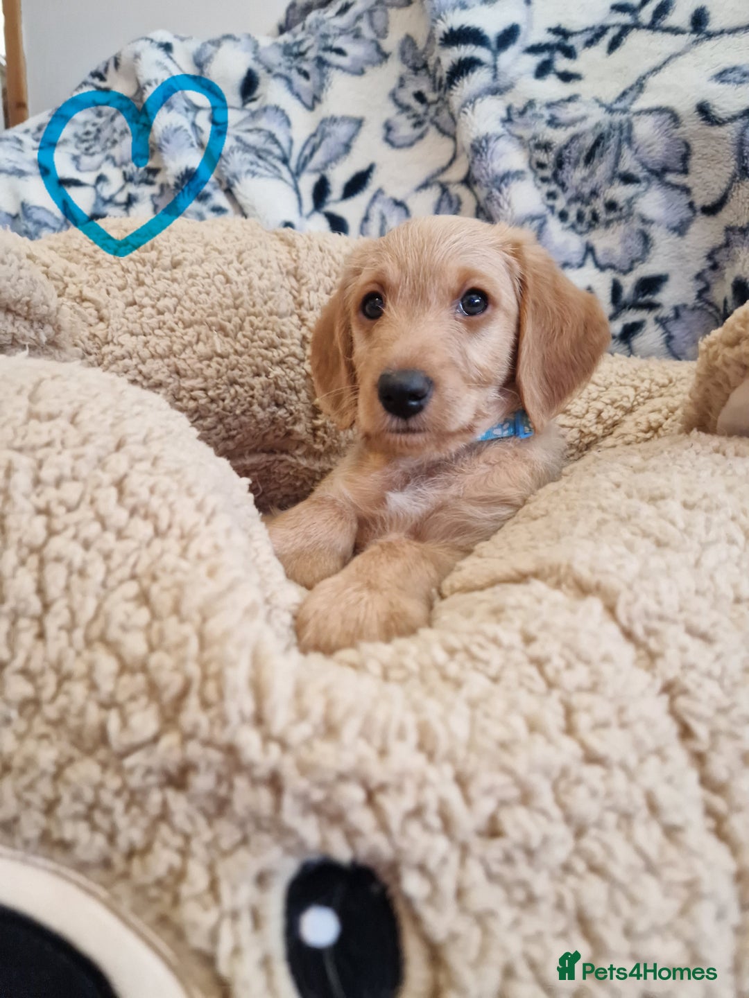 Labradoodle dogs for sale: Gorgeous miniature labradoodle puppies. - Image 14