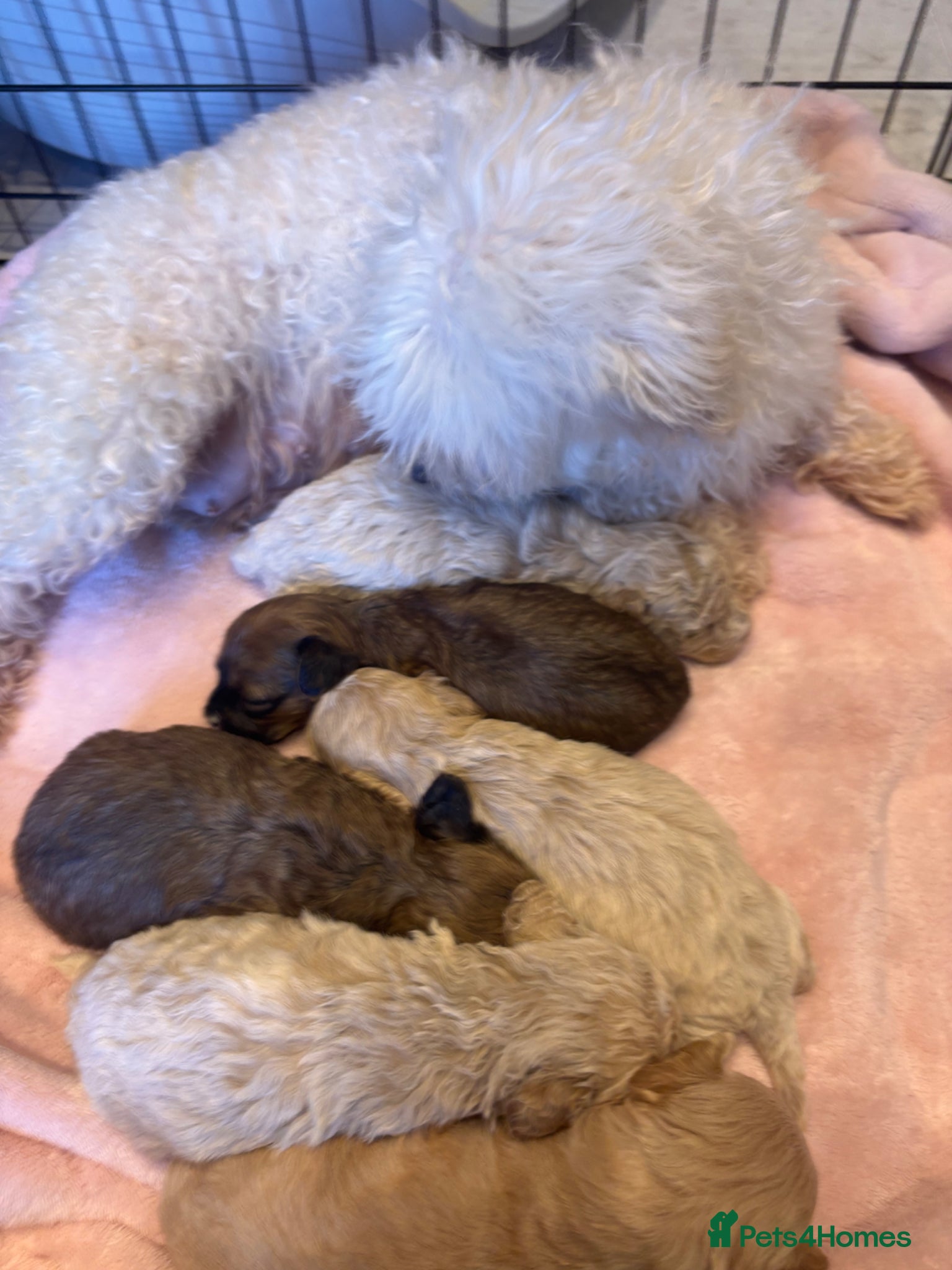 Maltipoo dogs Stunning F1 Fully Health Tested Maltipoo Babies - Advert 2