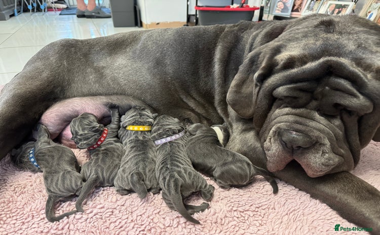Neapolitan Mastiff dogs - Advert 1