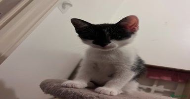 Mixed Breed cats - Advert 1