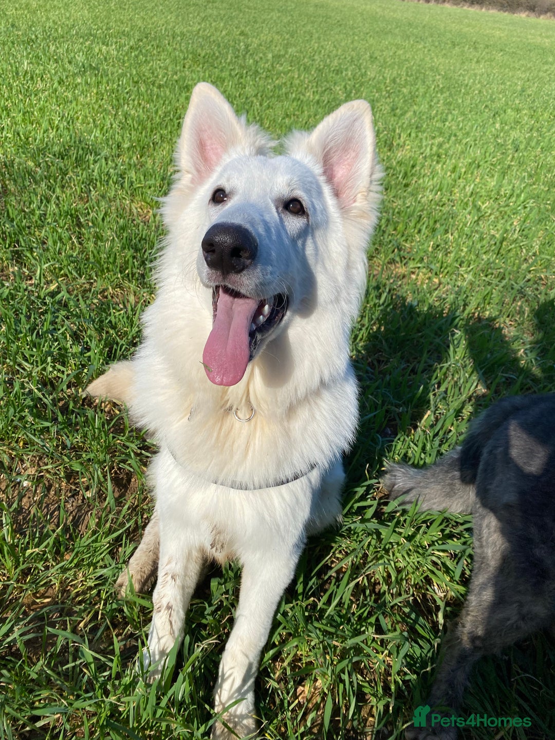 German Shepherd dogs for stud: Stunning KC WSS for STUD in Arundel - Image 3