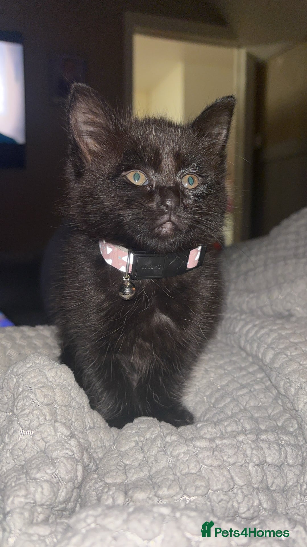 Mixed Breed cats for sale: Bengal X tabby - Advert 2