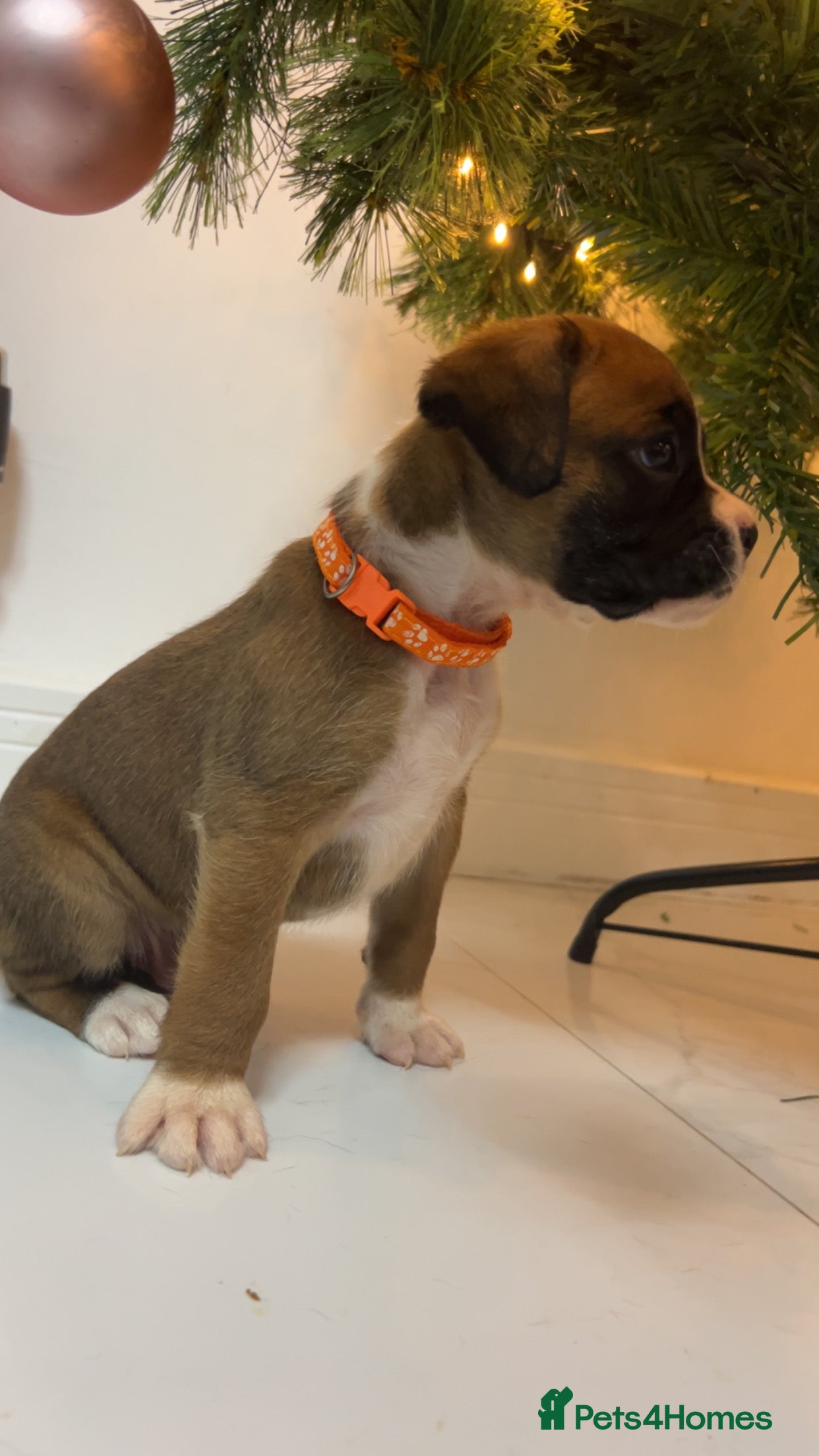 Boxer dogs Kc registered boxer puppies  - Advert 3