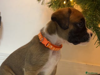 Boxer dogs Kc registered boxer puppies - Advert 3