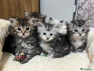 Siberian cats 🩶🩵Traditional Siberian Babies🩵🩶 - Advert 1