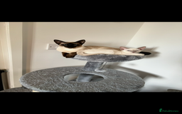 Siamese cats for sale: Siamese cats  - Image 3