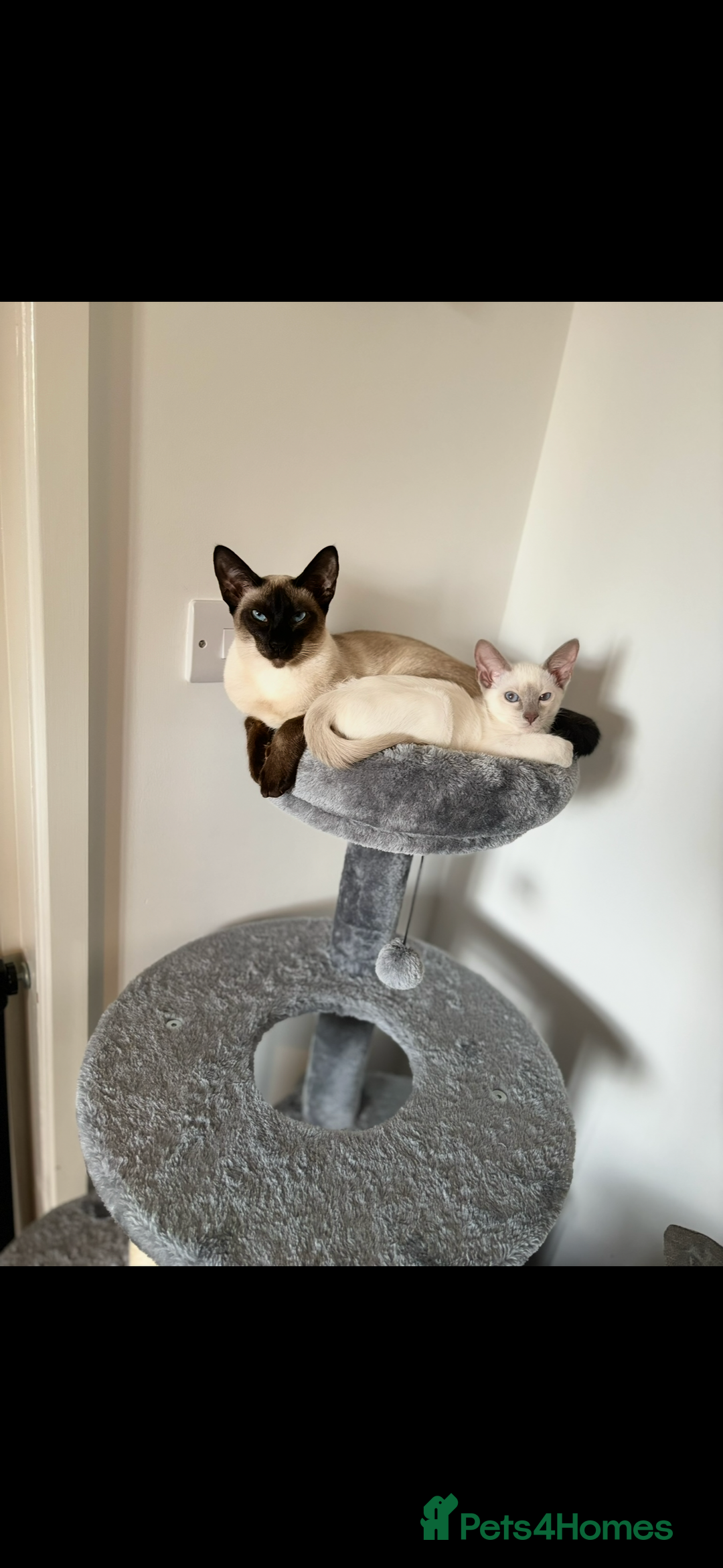 Siamese cats for sale: Siamese cats  - Image 3
