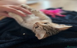 Ocicat cats for sale: Ocicat Kittens Available in Aberdeenshire in Alford - Image 20