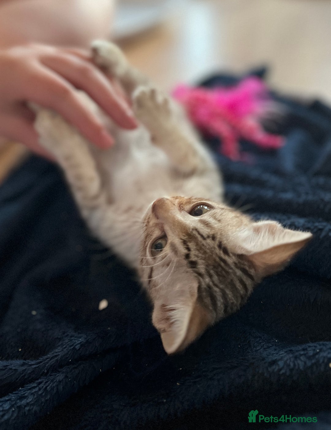Ocicat cats for sale: Ocicat Kittens Available in Aberdeenshire in Alford - Image 20