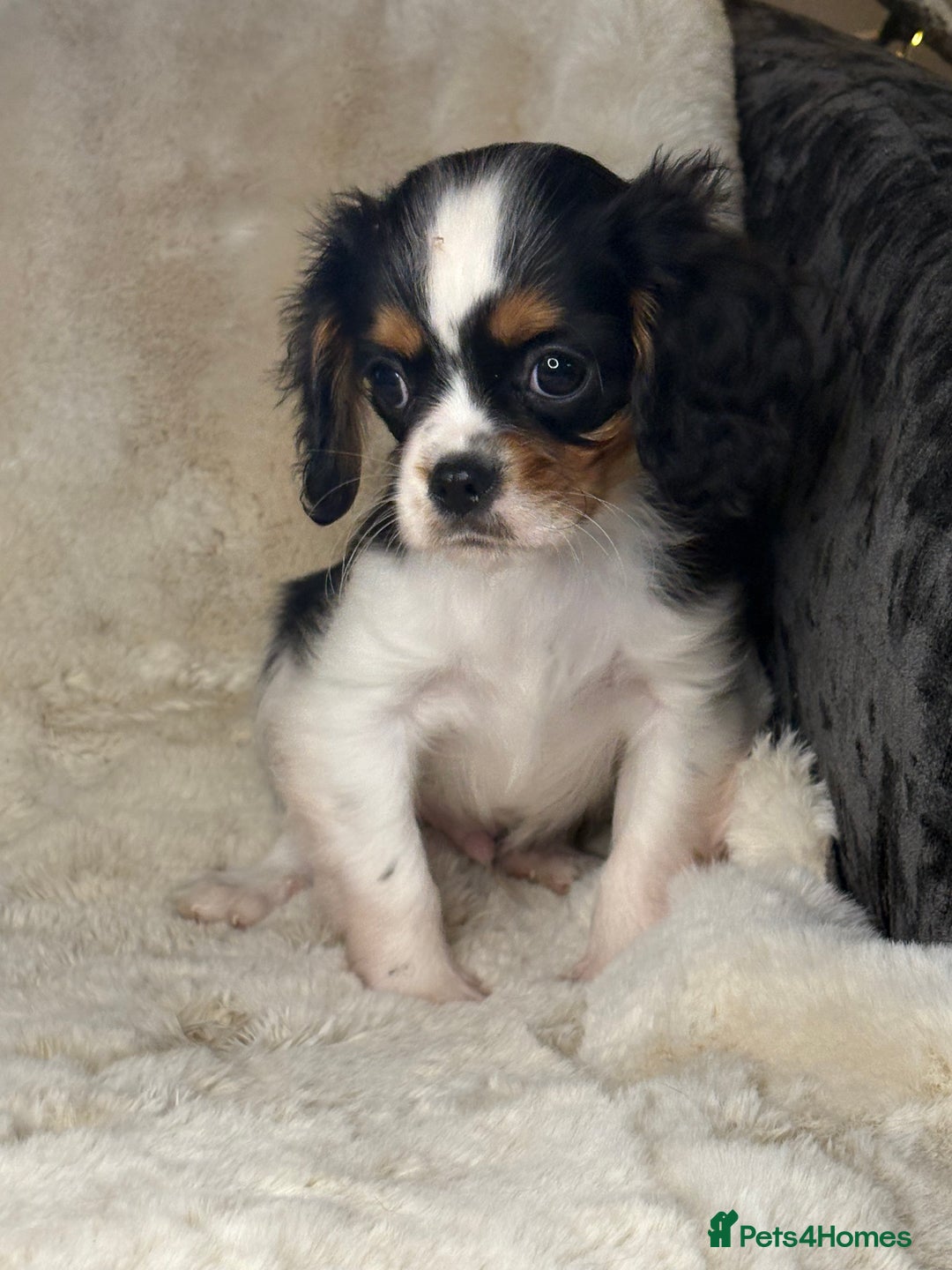 Cavalier King Charles Spaniel dogs for sale: Health tested cavalier puppies  - Advert 22