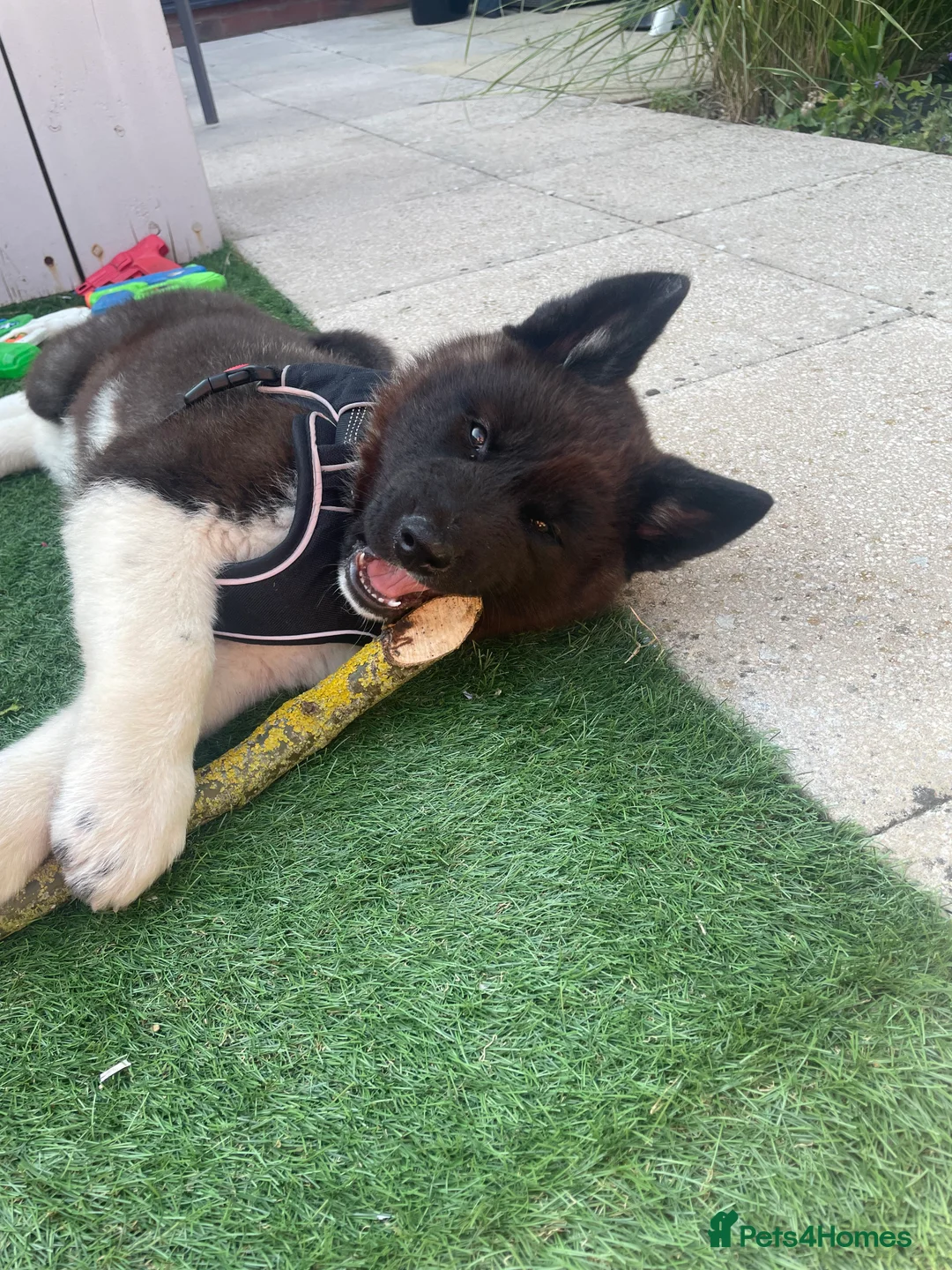 Akita dogs for stud: Looking to breed Bear with another American Akita  - Advert 3