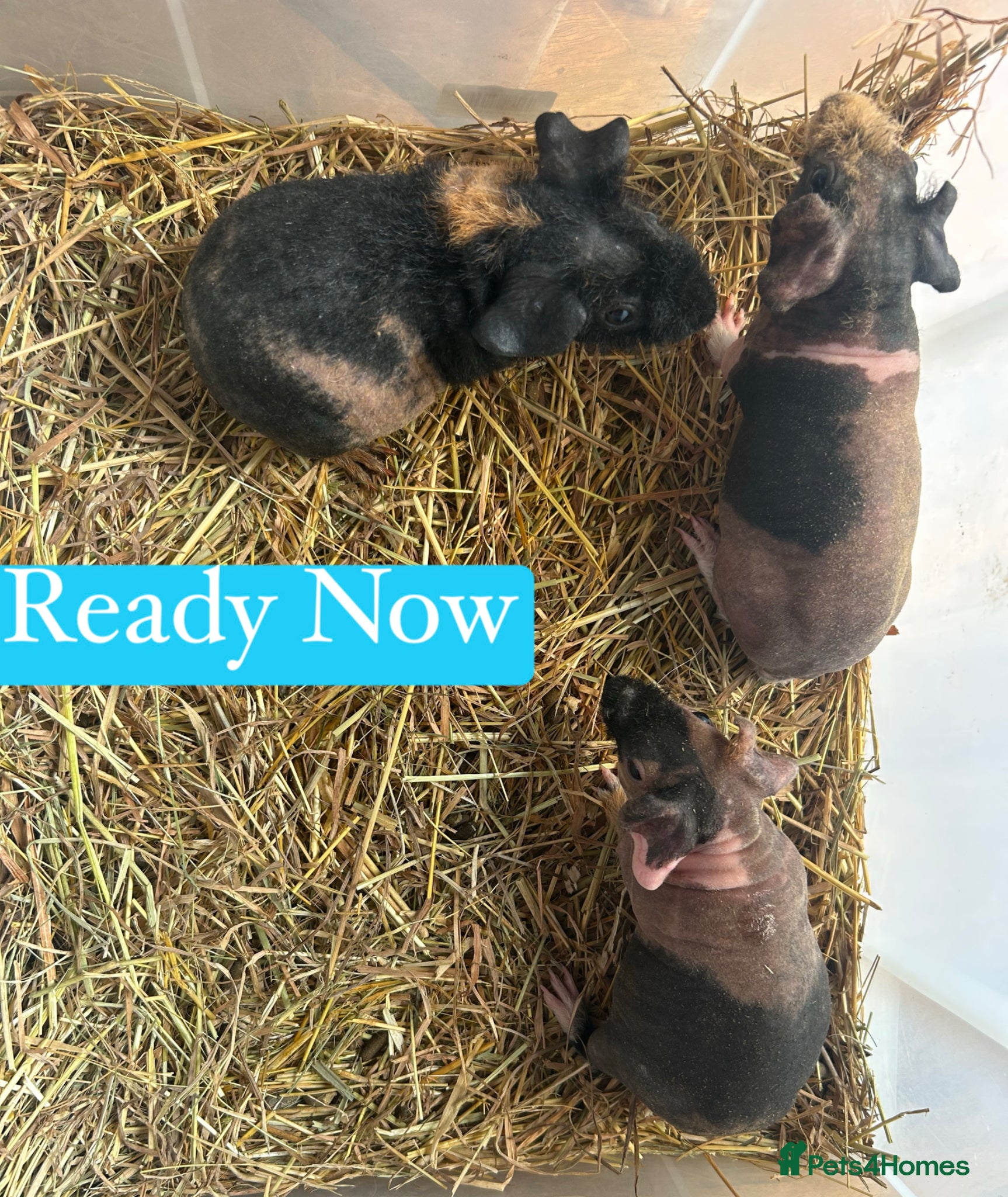 Guinea Pig rodents Skinny Pig Boars  - Advert 18