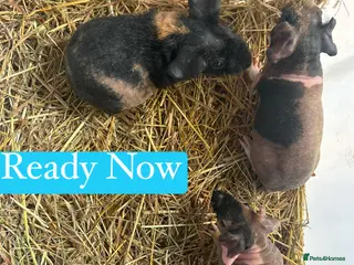 Guinea Pig rodents Skinny Pig Boars - Advert 6