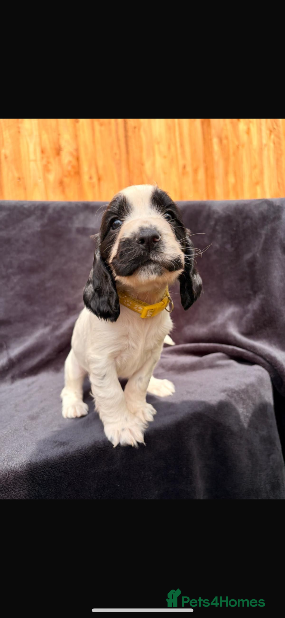 Cocker Spaniel dogs ( 1 girl left ) Show cockers! **READY TO LEAVE ** - Advert 2