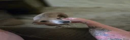Italian Greyhound dogs for sale: 2 tiny KC registered Italian Greyhound boys - Advert 14
