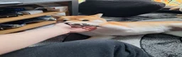 Japanese Shiba Inu dogs for sale: 1 Year & 7 Months Old Shiba Inu in Clydebank - Advert 5