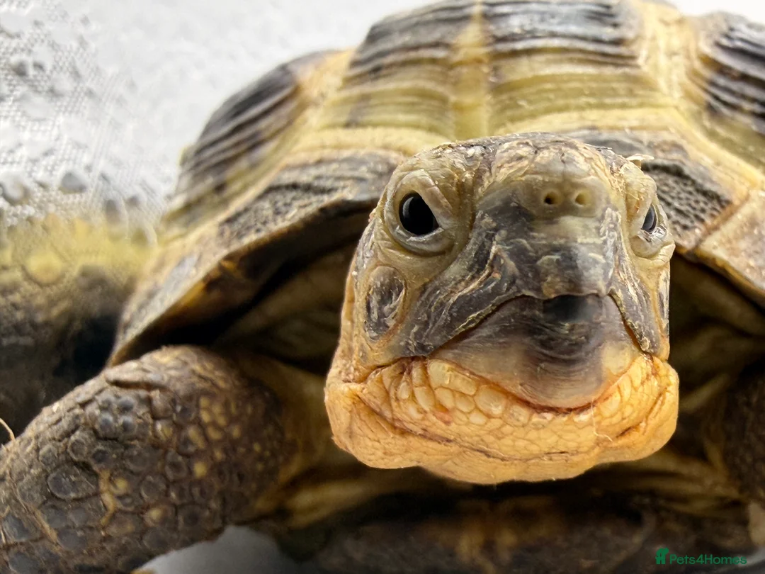 Hermann Tortoise reptiles for sale: 2 horsefield tortoises - Advert 3