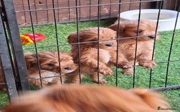 Cavapoo dogs for sale: Adorable F1 Cavapoo puppies  - Advert 6